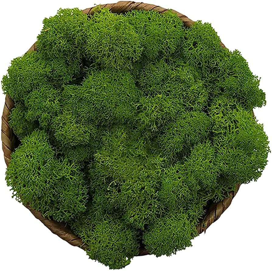 Stardom Moss Preserved, Green Moss for Fairy Gardens, Terrariums, Any Craft or Floral Project or ... | Amazon (US)