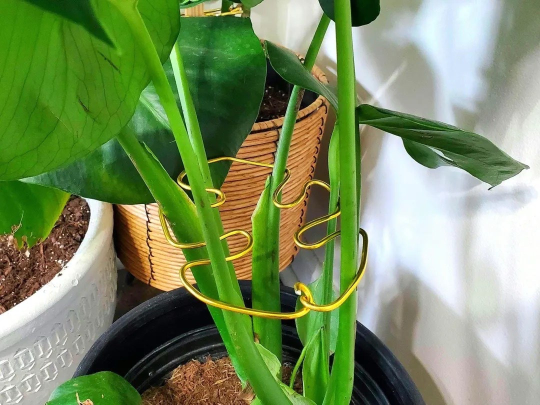 Support your favorite plants in style with these handcrafted Monstera leaf plant supports from RootedInArtistry! Perfect for medium to small Monsteras, philodendrons, alocasias, or similar plants, each support is made from corrosion-resistant wire and shaped into a beautiful, decorative leaf design. Available in multiple colors and sizes, they add both functionality and a touch of artistry to your plant collection.
#LTKhome #LTKfinds #PlantSupport #Houseplants #PlantDecor #IndoorGarden #MonsteraLove #EtsyFinds #PlantLovers

#LTKSeasonal #LTKHome #LTKFindsUnder50