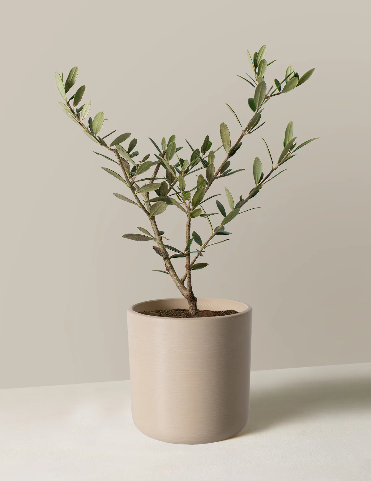 Olive Tree | The Sill