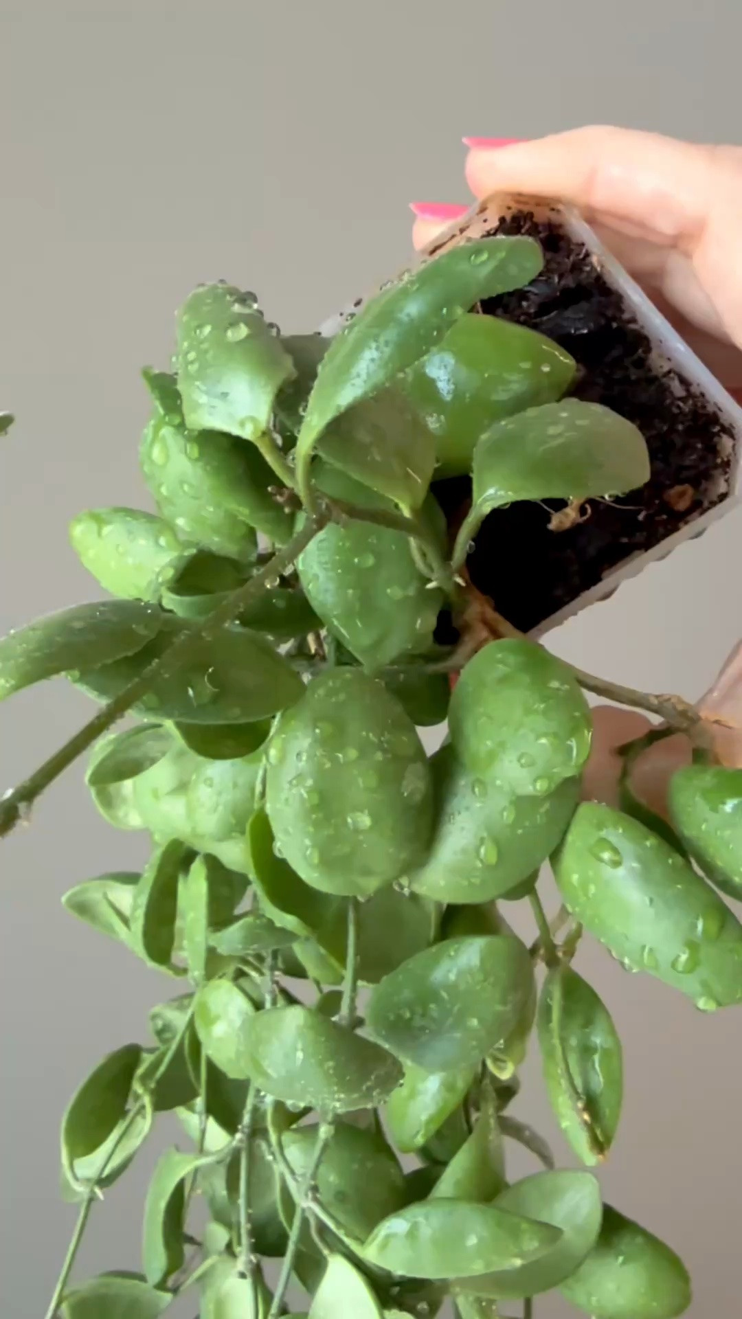 Man alive, this one is a sweet little beauty! These leaves have my 💚! I’m at a point with my hoya collecting that if I can’t say, “this is one of my favorite hoyas,” then I don’t have room in my house for it. And, this #hoyabrevialata is staying! The round’ish leaves that curl under are just so charming! 

Have you noticed that I photograph the majority of my plants with water 💦 still on their leaves? There’s a reason! I coordinate their showers with my posts. 😂

With just under 200 Hoyas in my collection, I rotate through them so each plant gets a good leaf cleaning about once every 3 months. 😁

But while I’m giving them a shower, I’m doing more than just cleaning their leaves! I also let the water run all the way through the pot and drain out the bottom. This helps flush out excess fertilizer salts that can build up in the growing medium over time.

🌱 Fertilizing is important for healthy growth, but flushing those accumulated salts is important, too!

So if you see water droplets on my Hoyas…now you know why! 💦🪴✨

Liz’s personal experience only…every environment is different:
🪴Light: west window
🪴Water: when dry
🪴Avg Temp last 30 days: 74F
🪴Relative Humidity last 30 days: 45%
🪴Fussy: no
🪴Rate of growth: slow
🪴Rareness: it’s been around a long time but I don’t see it in many collections 
🪴Growing Medium: coco husks & perlite 
🪴Fertilizer: I apply a nutrient-rich fertilizer tailored for Hoyas approximately every other watering. If the plant enters a dormant phase, I discontinue its use. It’s packed with essential macro and micronutrients, it’s the best I’ve found for hoyas!
🪴Rooting Method: my coco coir mix
🪴Time In My Care: 4.5 yrs
🪴Would Liz recommend this one: yes

#hoyaappreciation