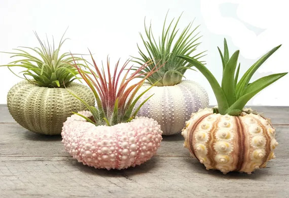 Air Purifying Plant  4 Pcs Sea Urchin Air Plants Lot  - Etsy | Etsy (US)