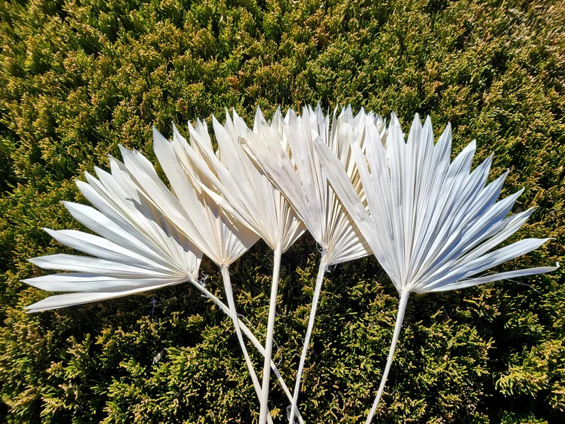 OFF WHITE 5 Stems Palm Sun Leaf Dried Flowers Floral | Etsy | Etsy (US)