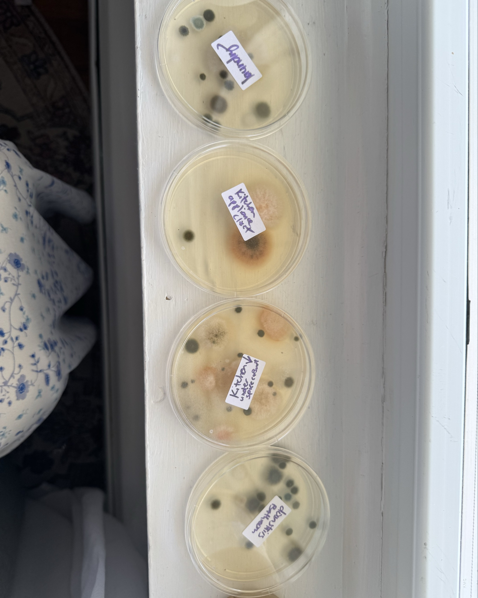 MOLD TEST KIT DIY

#LTKOver40 #LTKHome