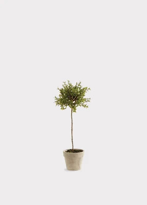 Artificial Thyme Herb Topiary Potted Plant - 13" | Afloral