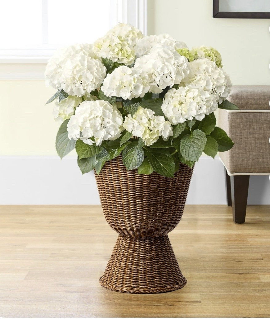 Elevate your home’s décor with the My Texas House 14" Brown Woven Urn Planter, beautifully crafted with scalloped edges and a timeless woven texture. Designed with a durable powder-coated metal frame and a transparent inner lining, this planter combines style with everyday functionality. Its rich brown finish offers a warm, natural look that complements any space - indoors or outdoors. Perfect for showcasing flowers, greenery, or decorative arrangements, this 17.7" tall urn-style planter adds effortless charm to patios, entryways, living rooms, and more

#LTKHome #LTKSeasonal