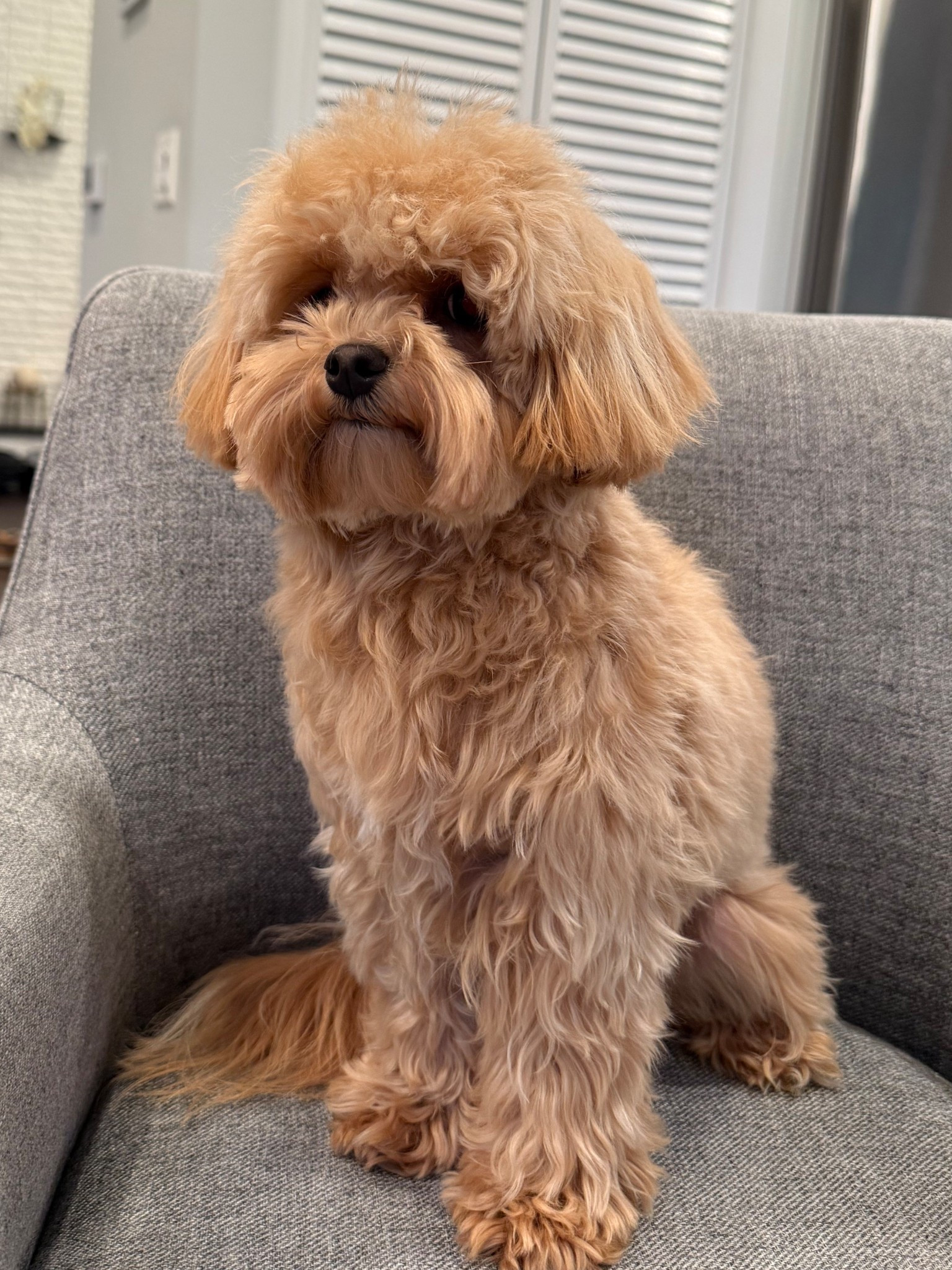 Dog Shampoo / Dog Hairbrush 

#LTKU #LTKFamily #LTKPets