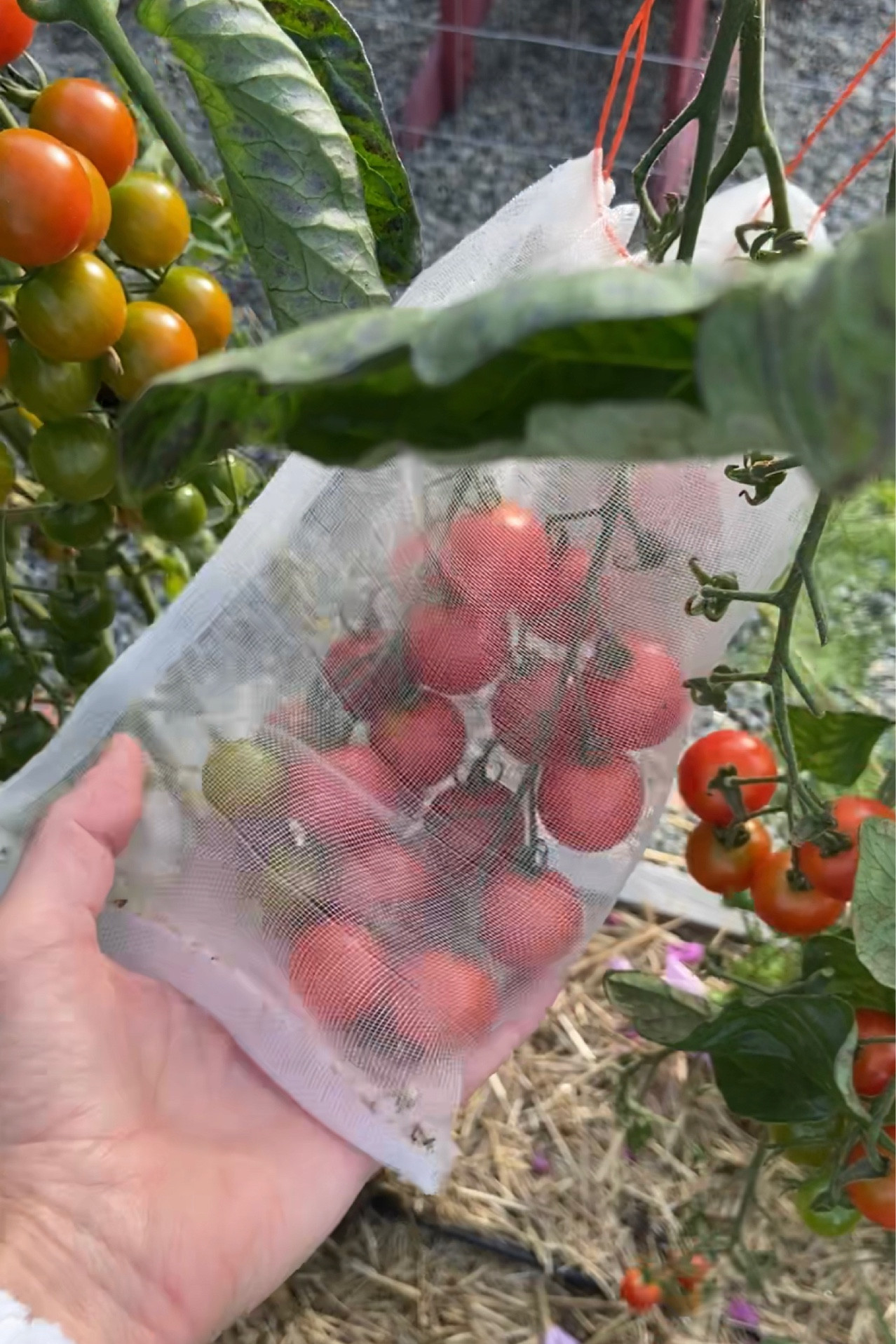 Organza bags are a great way to protect your crops from birds and squirrels without pesticides 

#LTKSeasonal #LTKhome #LTKGiftGuide