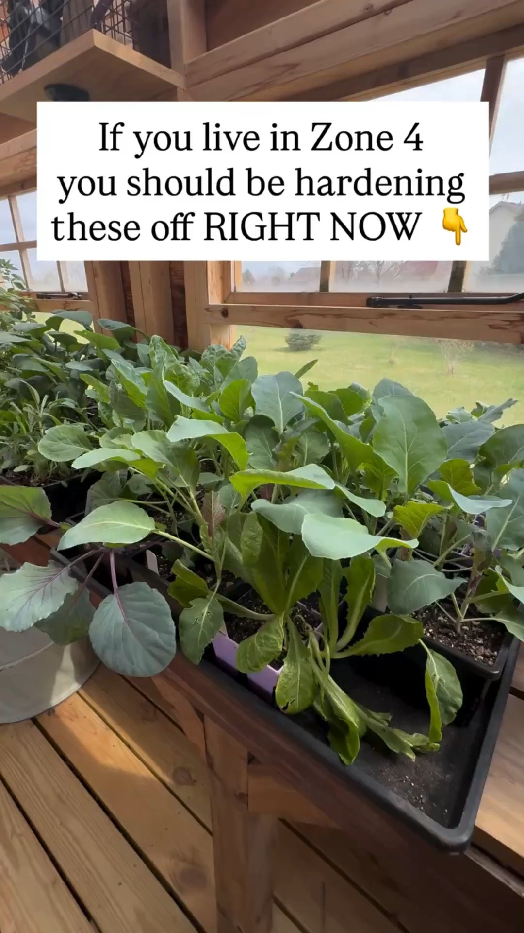 If you’re gardening in Zone 4… this is your sign to start hardening off 👇

Right now, your cold-hardy crops are ready for the transition outside:
• Brassicas (broccoli, cabbage, kale, Brussels sprouts)
• Greens (lettuce, spinach)
• Onions + herbs like dill and cilantro
• Cold-tolerant flowers like snapdragons + alyssum

But don’t rush your warm crops—tomatoes, peppers, and squash still need warmer nights.

This early window is what gives you a head start (and bigger harvests later on).

Save this so you don’t miss your timing 🌱
What have you already moved outside?