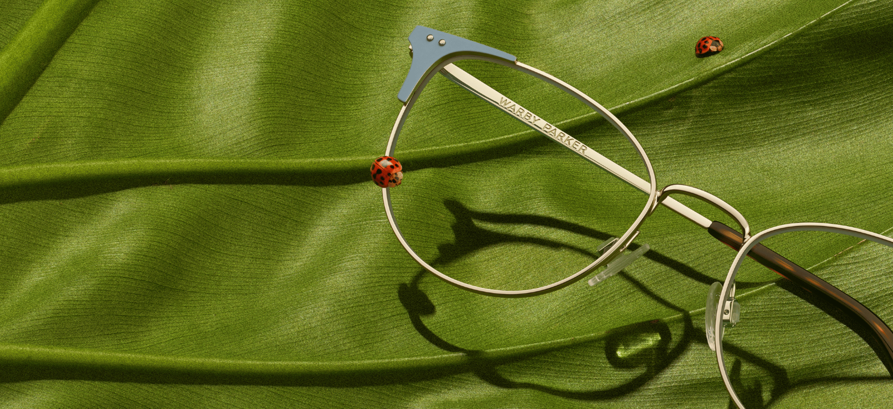 Rosie | Warby Parker (US)