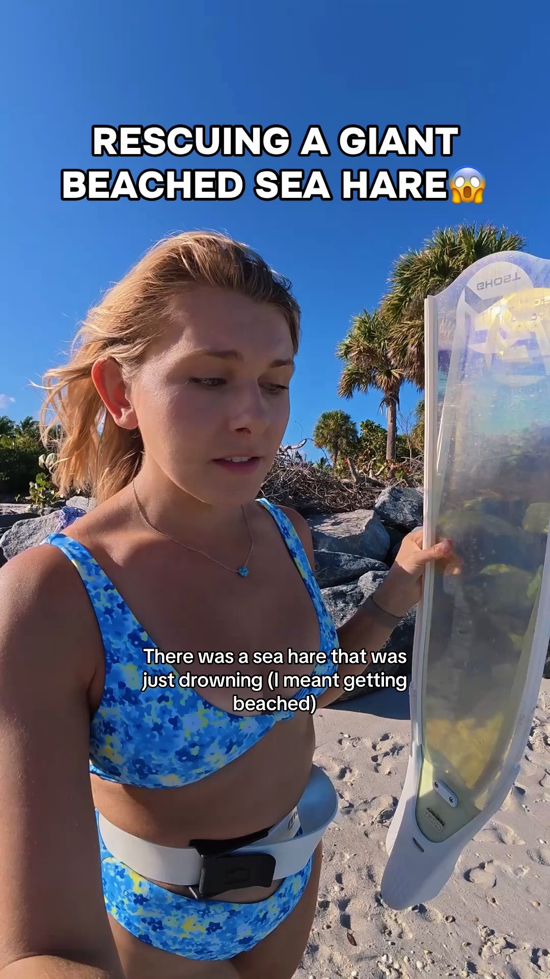 Rescuing one of the BIGGEST sea hares I’ve ever seen😱 I had to literally swim in the water to help this one out😅 Thank you for following & supporting my page to allow me to do things like this for the wildlife & the ocean!🥹🫶🛟🚮

#wildliferescue #marinelife #seahare #ocean #florida 

#LTKstorytime #LTKSwim #LTKTravel