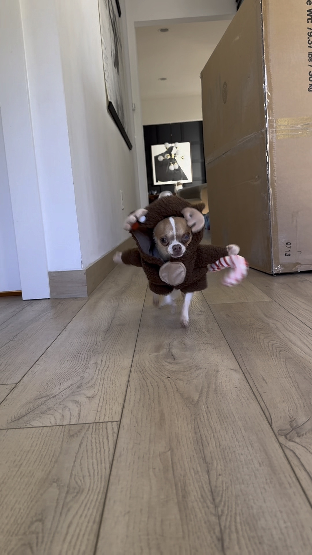 Christmas dog outfit 

#LTKSeasonal #LTKVideo #LTKHoliday