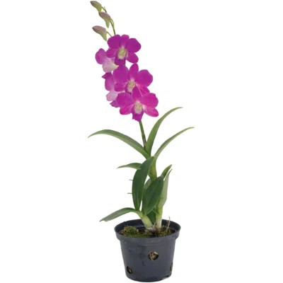 American Plant Exchange Live Dendrobium Orchid, Purple Flowering Houseplant, 4" Pot | Wayfair North America