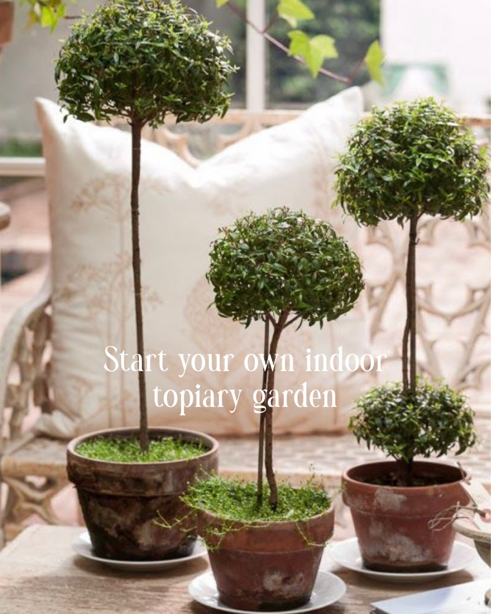 Start your own topiary garden! Perfect for gifting too! 

#LTKBeauty #LTKMothersDay #LTKHome