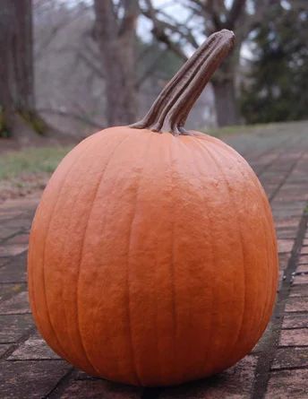 Large Stem Pumpkin | Wayfair North America