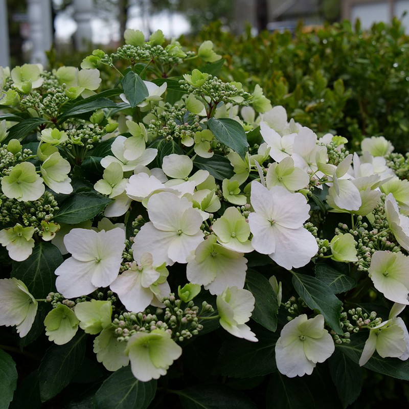 Fairytrail Bride Hydrangea | Plant Addicts