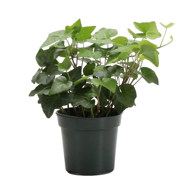 Thorsen's Greenhouse Live Ivy Low Maintenance Plant in Plastic Pot | Wayfair North America
