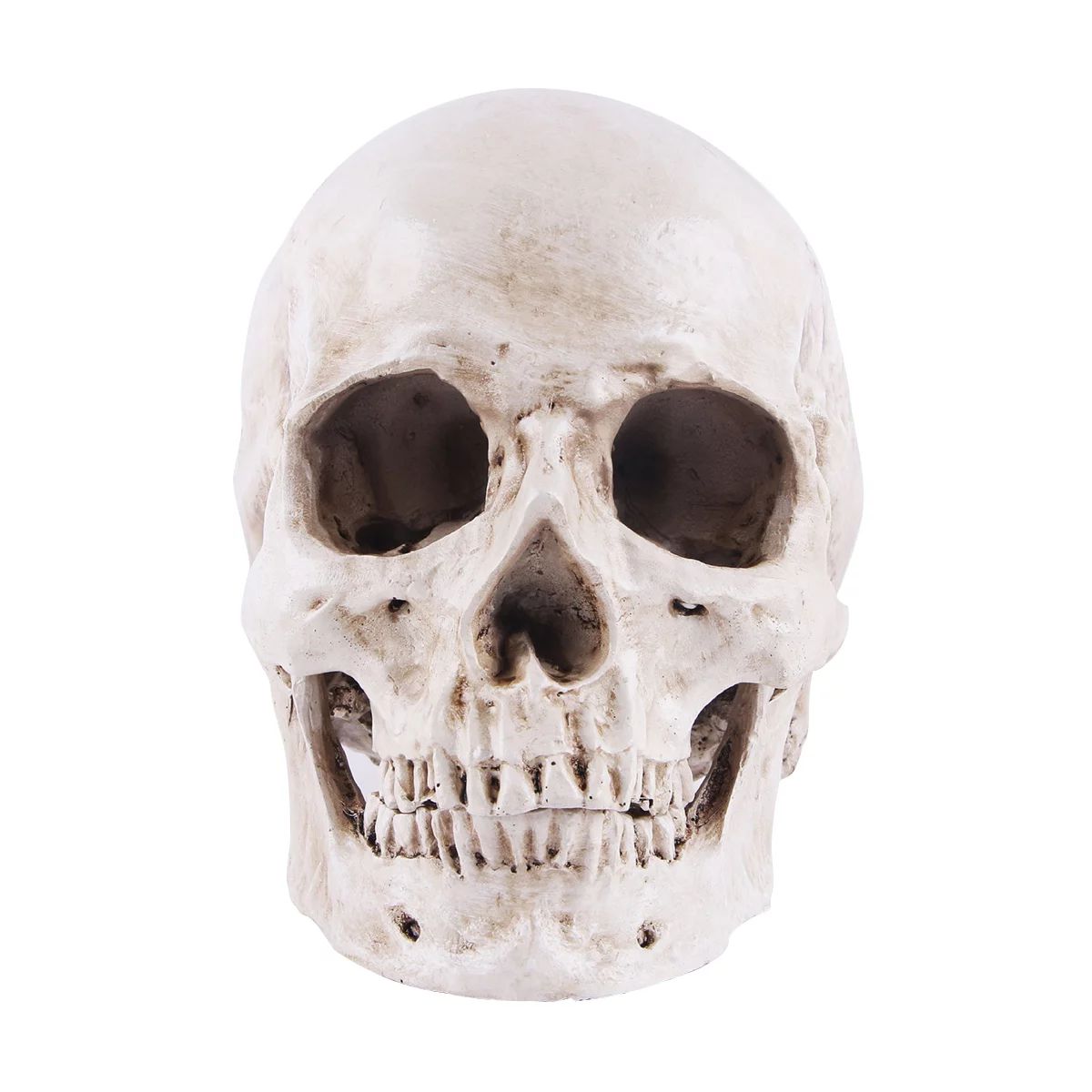Simulation Resin Lifesize 1:1 Human Skull Model Medical Anatomical Tracing Medical Teaching Skele... | Walmart (US)
