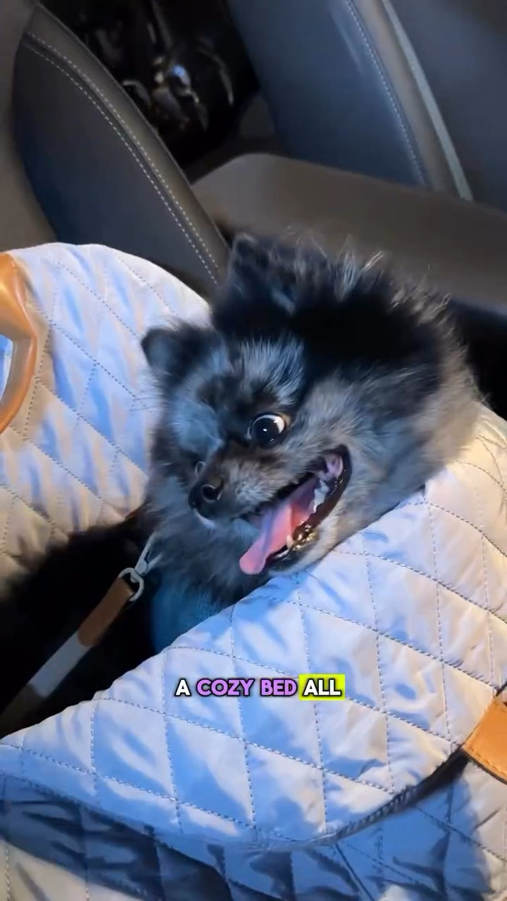 Every pet parent needs Kinkko travel bag / bed. @happy_pom_richie approved ✅ 

Comment PUP and I’ll send you the 🔗