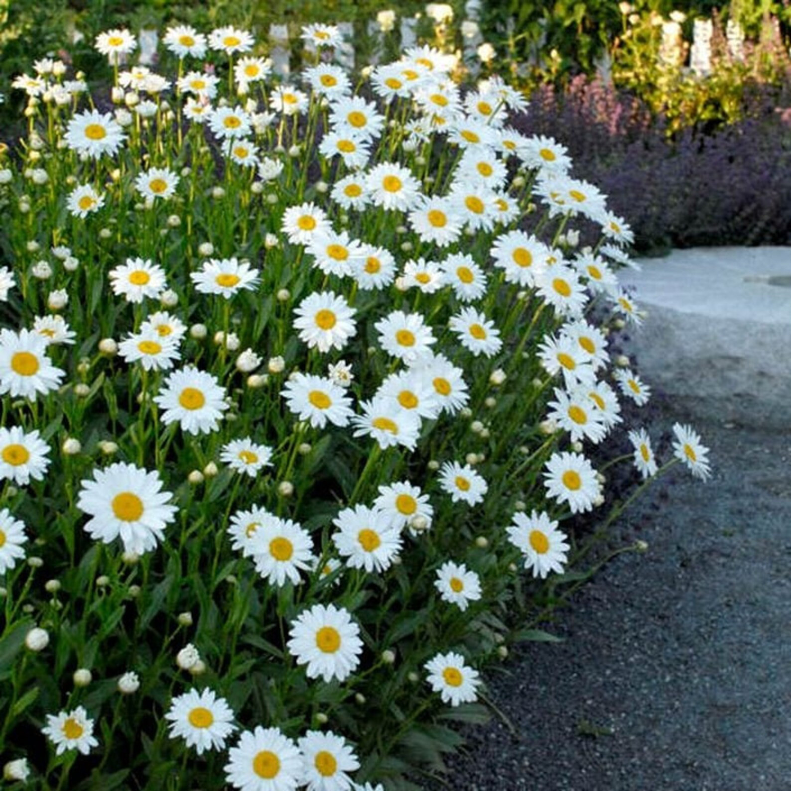 Tall Shasta Daisy Flower Seeds - Etsy | Etsy (US)
