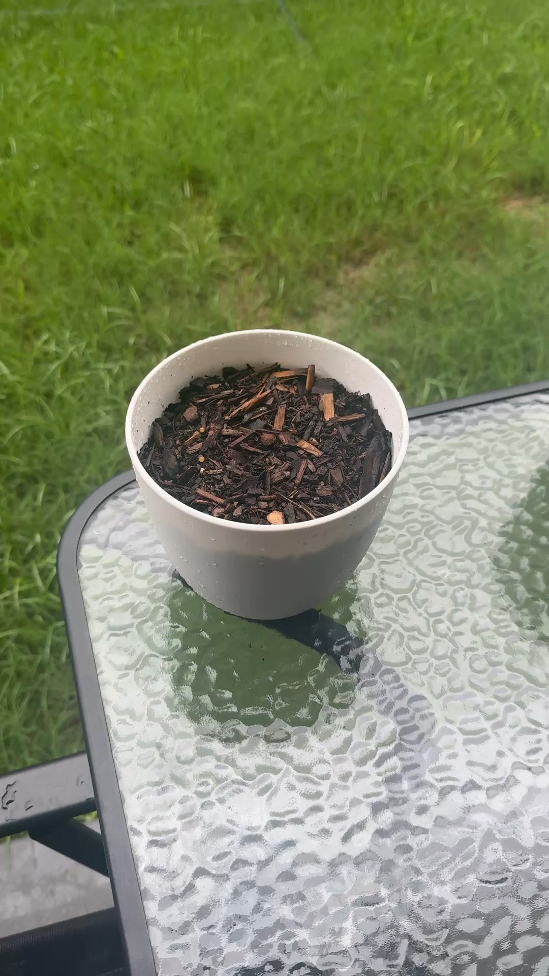 Tiny sprouts, big growth ahead 🌱✨ Gardening journey, seed starting, container gardening, backyard garden, beginner gardener, plant growth, home garden inspiration, outdoor plants, garden essentials, green living. 

#LTKGarden #GardeningTips #SeedStarting #ContainerGarden #PlantMom #HomeGarden #GardenInspiration #GrowYourOwnFood #OutdoorLiving #PlantLife 🌿

#LTKSeasonal #LTKdayinmylife #LTKOver40