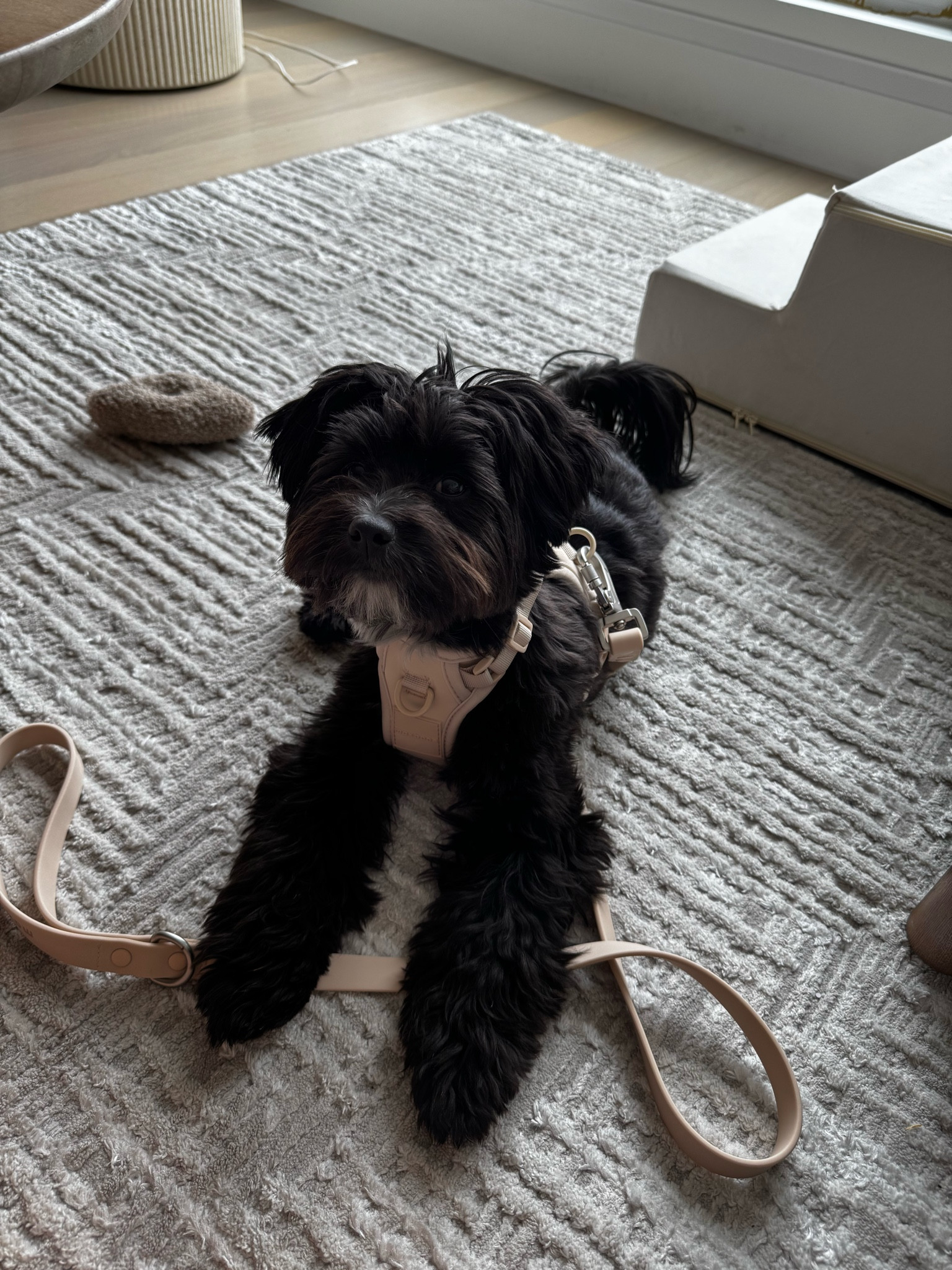 The aesthetic dog supplies I picked up for Brooklyn James! 

#LTKFindsUnder50 #LTKFindsUnder100 #LTKPets