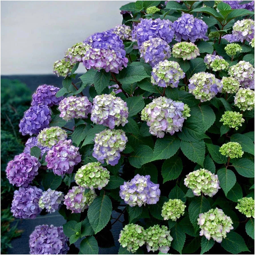 1 Gal - Bloomstruck - Endless Summer Hydrangea - Live Flowering Shrub - Blooms Range from Pink to... | Walmart (US)