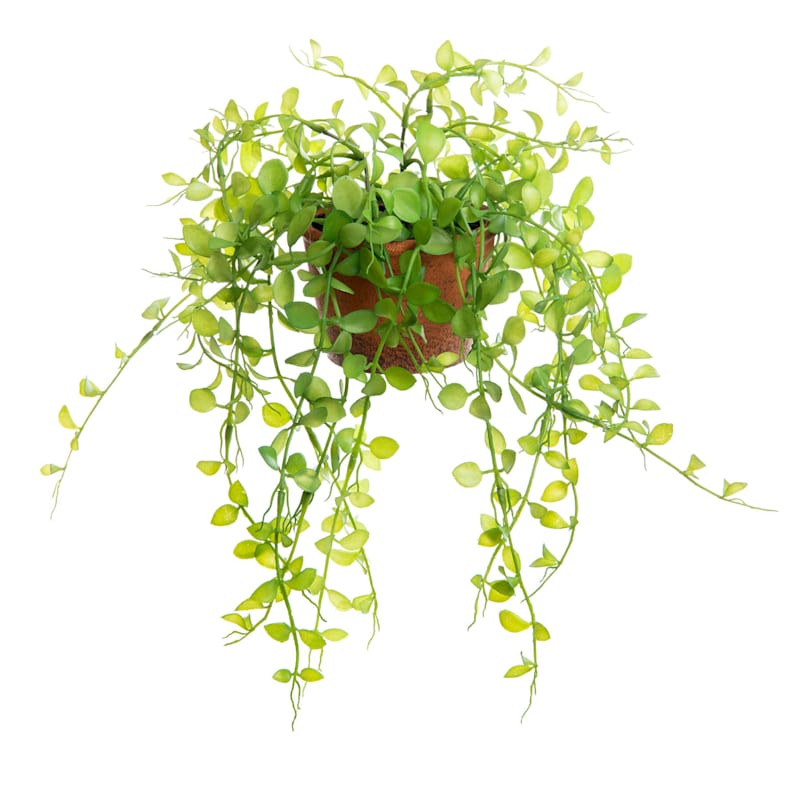 Button Leaf Plant with Brown Planter, 9" | At Home