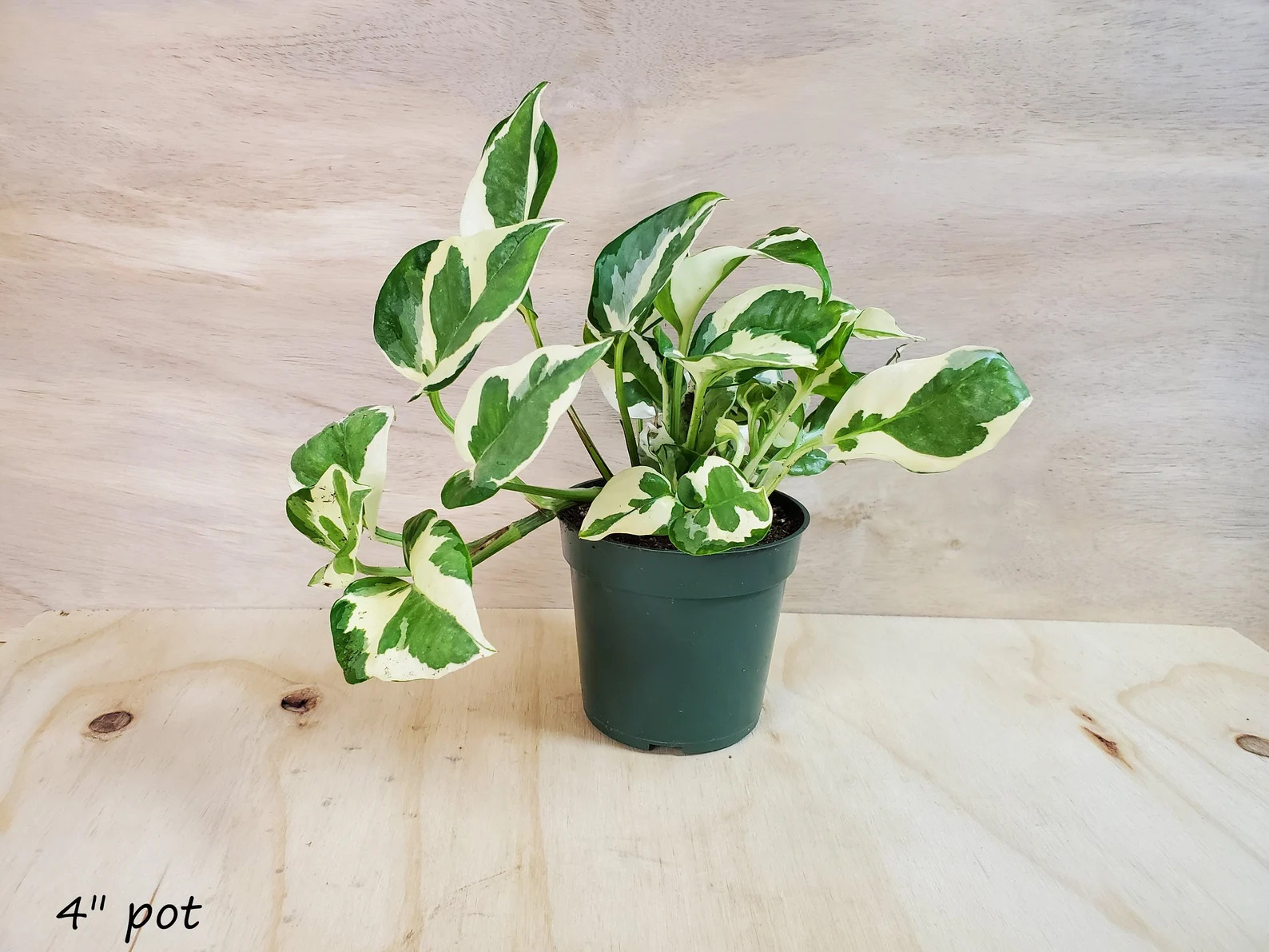 Pothos Njoy  Epipremnum Aureum pearls and Jade Pothos  - Etsy | Etsy (US)