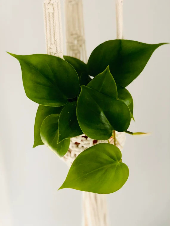 Heart-Leaf Philodendron - Scandens - Easy Plant - Multiple Sizes | Etsy (US)