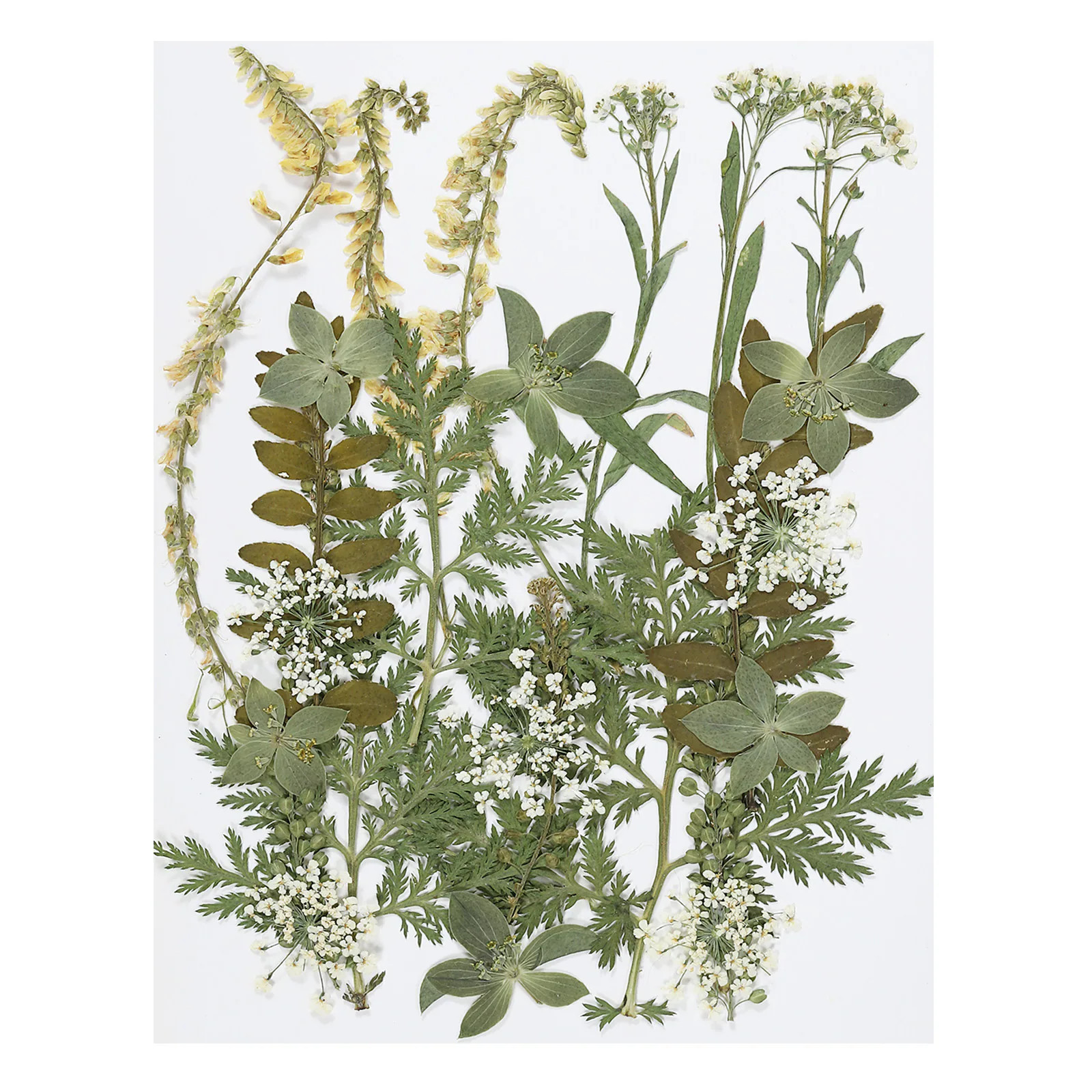 PATIKIL Dried Pressed Flowers Natural Dried Flower Leave Real Pressed Flowers for DIY Art Crafts Scrapbooking Green Series | S26021200UX2673 | Lowe's