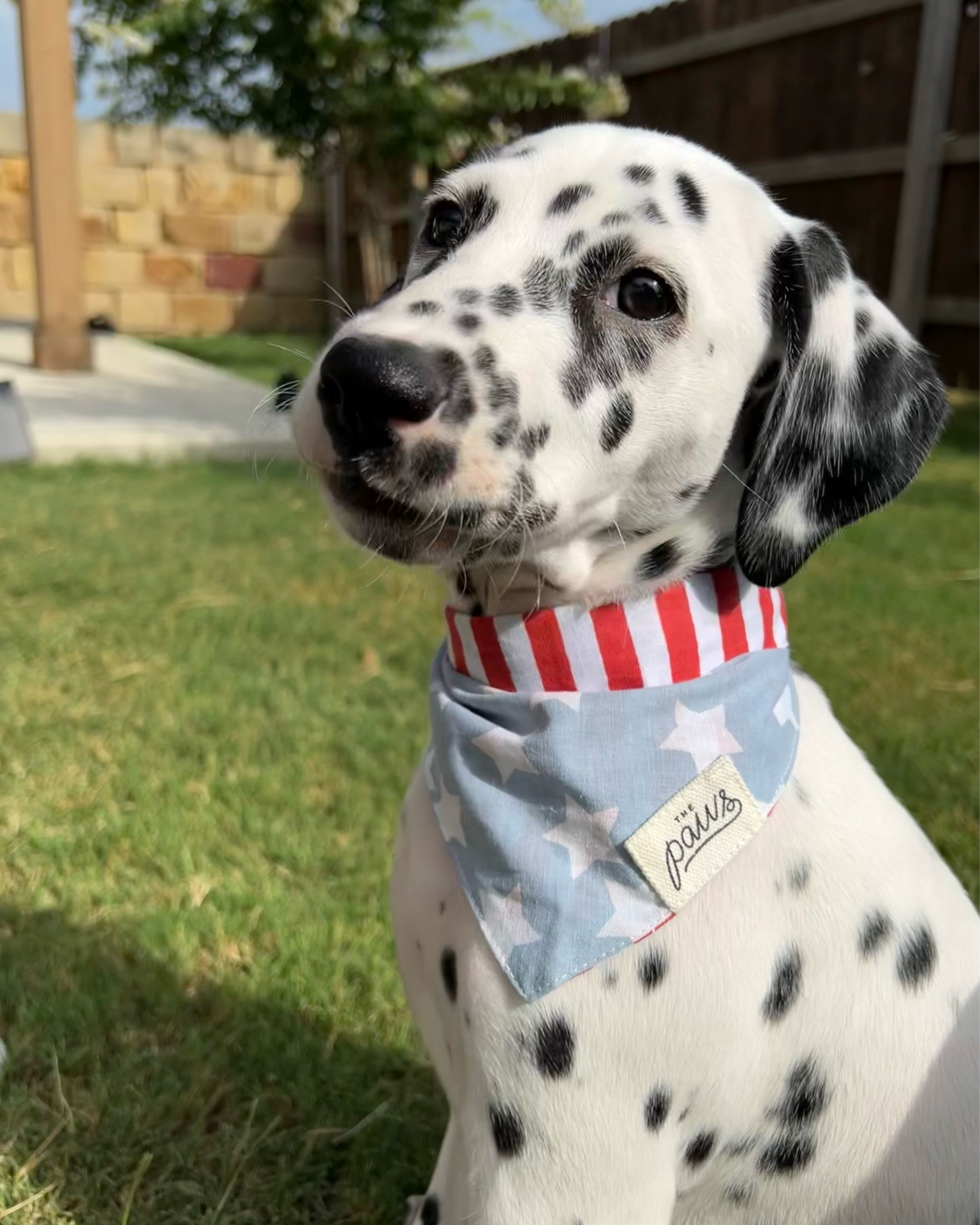 Dog Bandana 🐶🩵 

4th of July, Puppy, Dalmatian 

#LTKSeasonal #LTKfamily #LTKFind