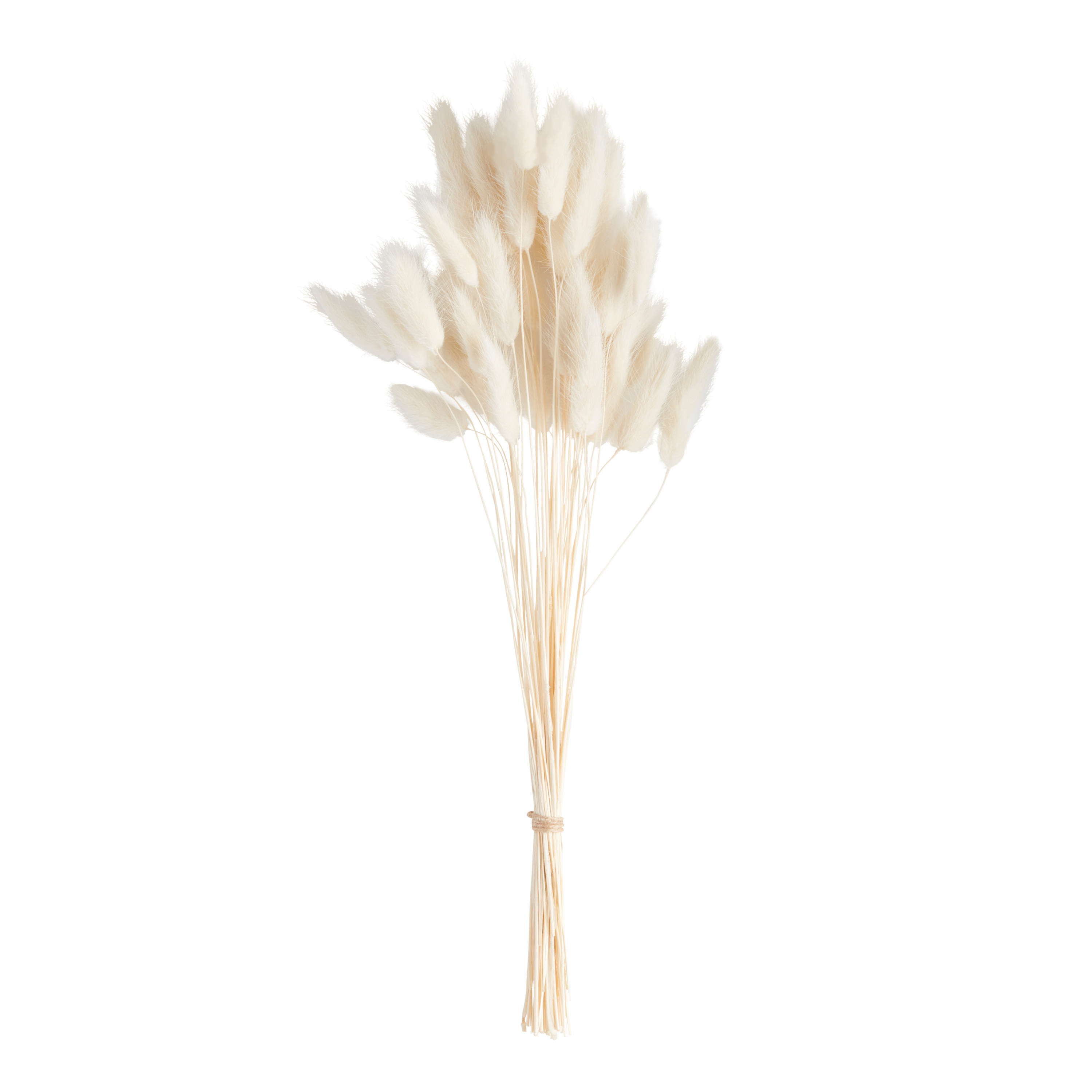 Dried Bunny Tail Bunch | World Market