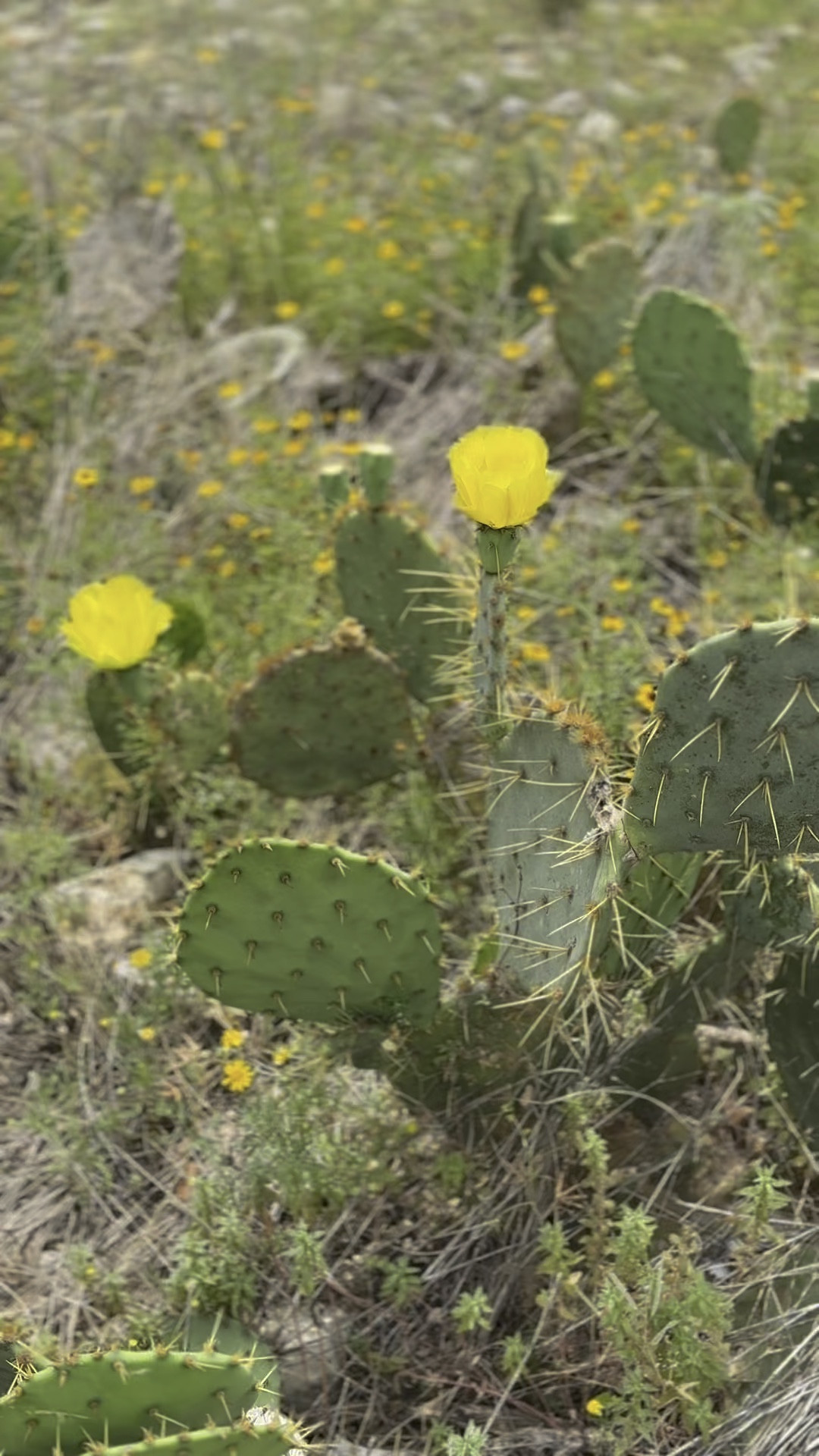 OUR  HANDHELD BIDET 😇🚽🕺

#LTKfamily #LTKActive #LTKGiftGuide