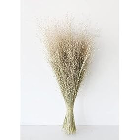 Dried Indian Rice Grass - 22-28"... | Amazon (US)