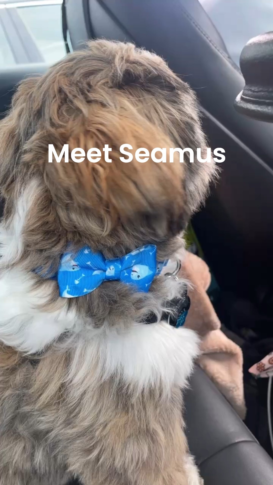 Meet our new pupppy, Seamus! He's 5 months old and he's the half nephew of Ralphie. He's wearing this adorable bow tie whale print dog collar in size S. He recently got his rabies tag and registered tag for our town so he's finally offical and looking so grown up!

Shih Tzu puppy