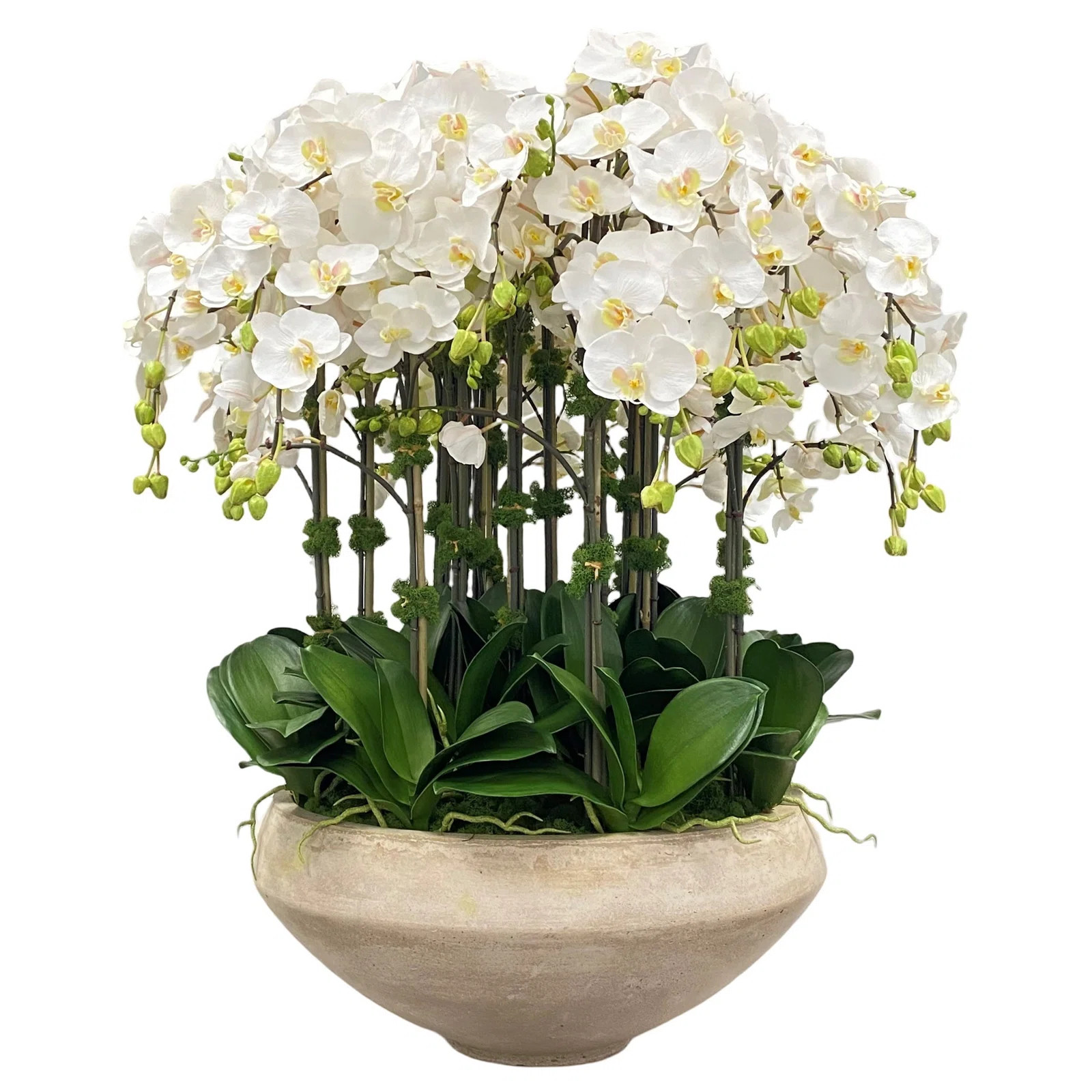 ORCHID IN BOWL WITH TAPER BOTTOM | Wayfair North America