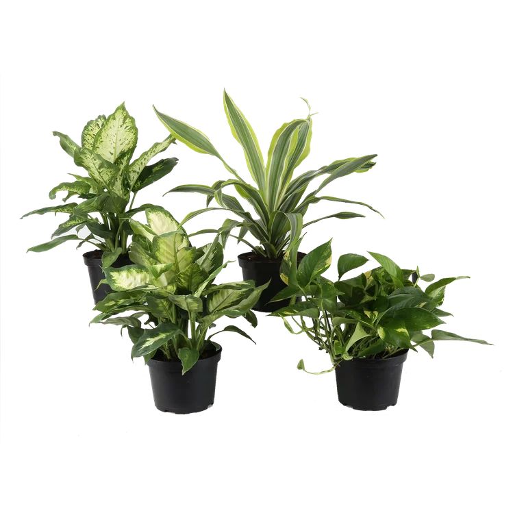 Expert Gardener Live Indoor Plant 12in Tall Green Assorted Foliage in 6in Grower Pot | Walmart (US)