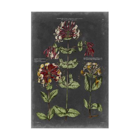 Vintage Botanical Chart I Print Wall Art By Vision Studio | Walmart (US)
