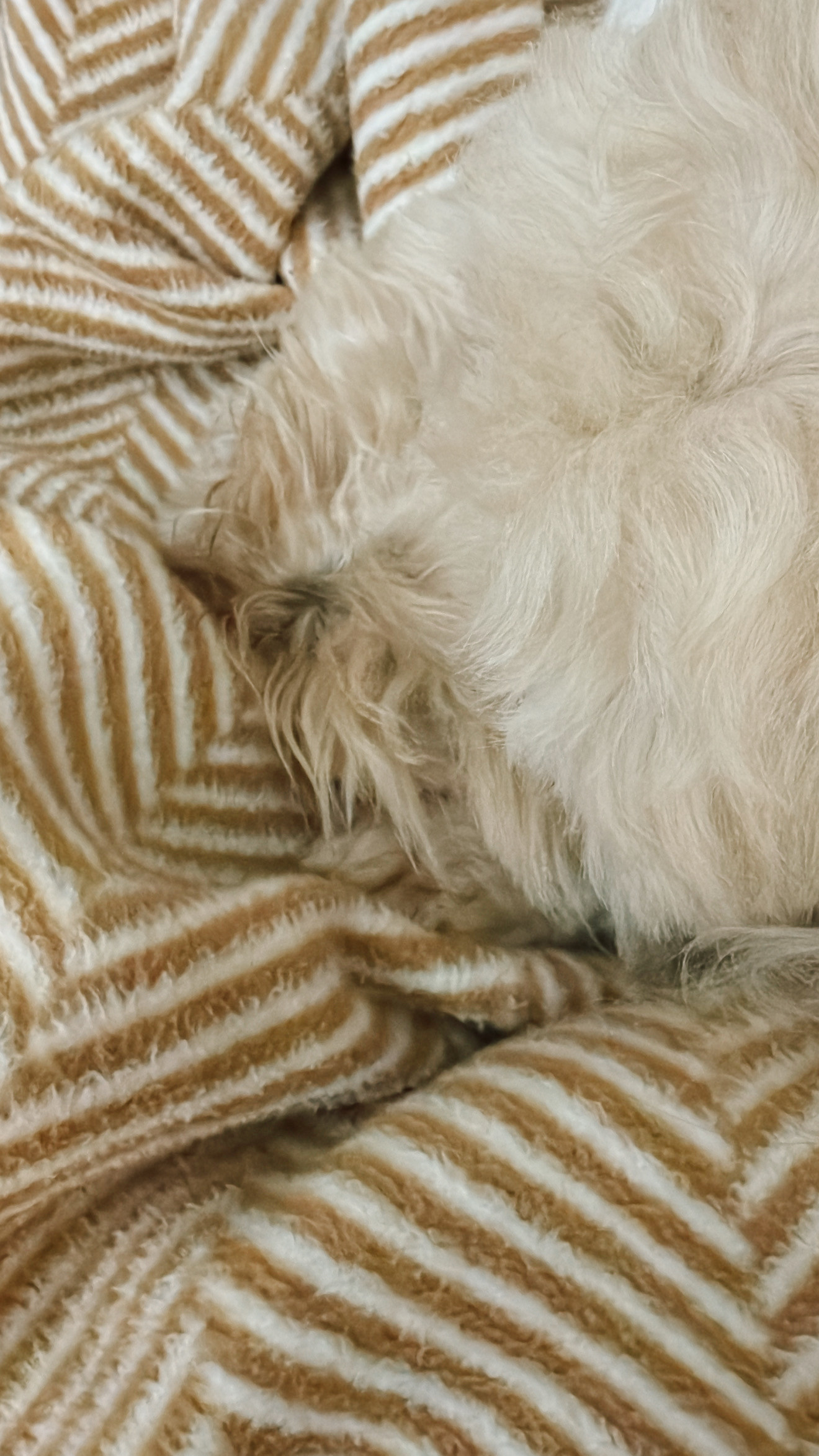 When your dog and your coziest blanket match! This Chappywrap herringbone blanket is my favorite blanket in our house, the pattern is neutral but warm and classic too. Linking other favorite patterns!

#chappywrap #livingroom #familyroom #familyroomdecor #throwblanket #herringbone  

 #LTKHome