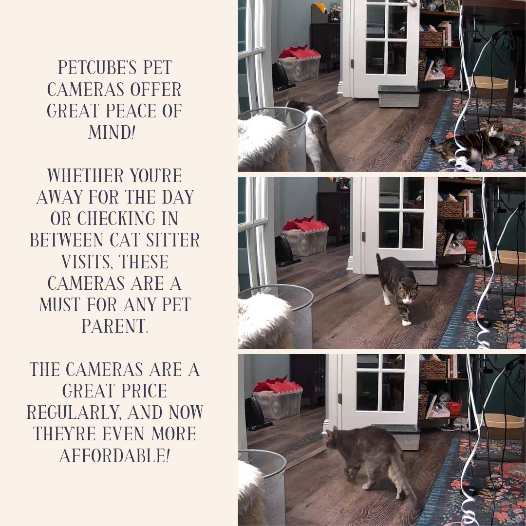 Petcube cameras are easy to use and affordable options for any pet parent looking for peace of mind while away from the home! I love having these for days away from my cats. 

 #LTKHome #LTKPets #LTKTravel