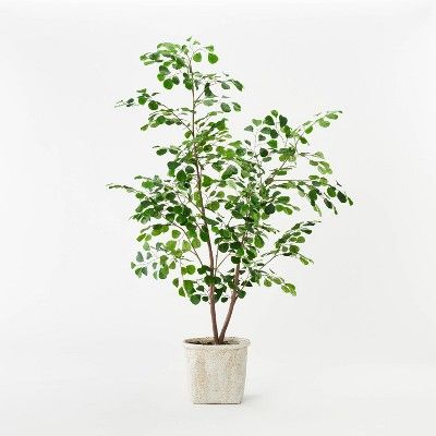 Triangle Ficus Tree - Threshold&#8482; designed with Studio McGee | Target