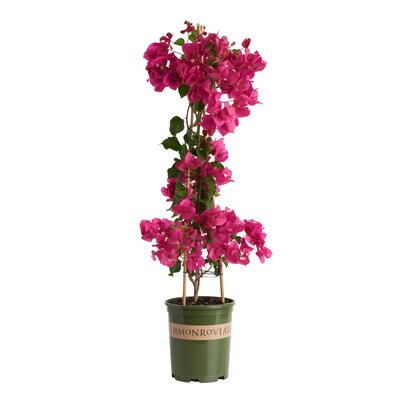 Monrovia 2.6-Quart in Pot Barbara Karst Bougainvillea | Lowe's