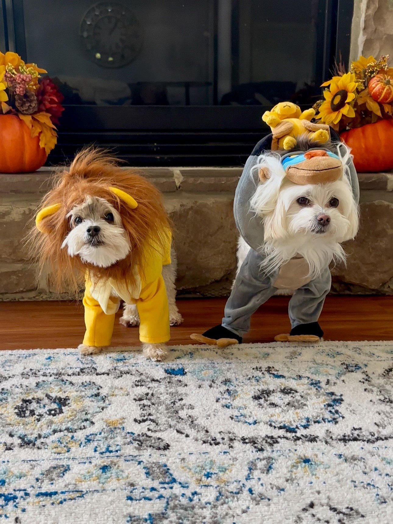 Hakuna Matata 

My dogs are 7 and 10lbs and both wearing a size small 

#LTKPets #LTKSeasonal #LTKHalloween