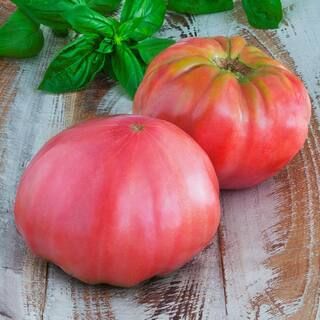 Bonnie Plants 19.3 oz. Pink Brandywine Tomato Plant-0236 - The Home Depot | The Home Depot
