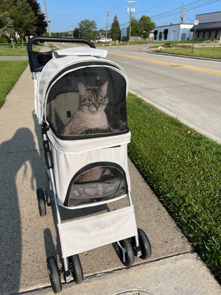 Cat stroller 🫶🏼

#LTKhome #LTKFind #LTKfamily