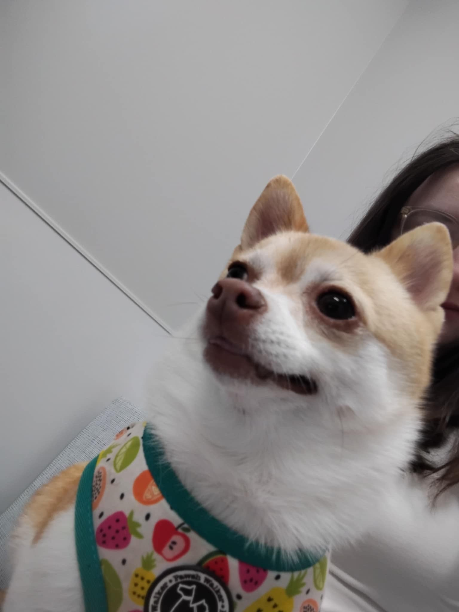 vet time🐾🩺
