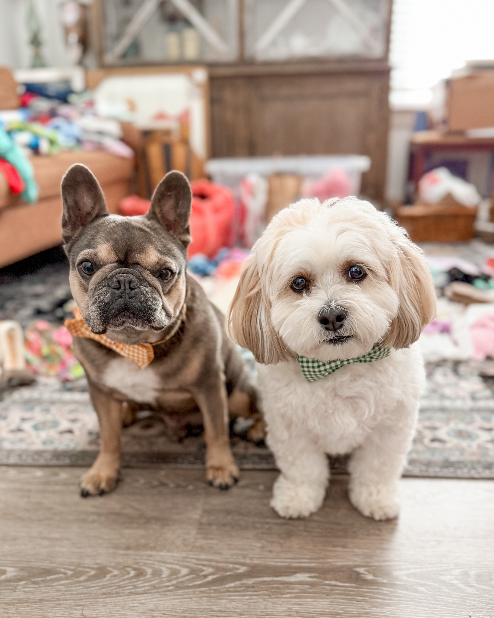 The cutest pups, Beaux Beaux & Gus Gus, are ready for Easter . Checkout their cute bow tie collars 🐶
Beaux is a medium, Gus in small 