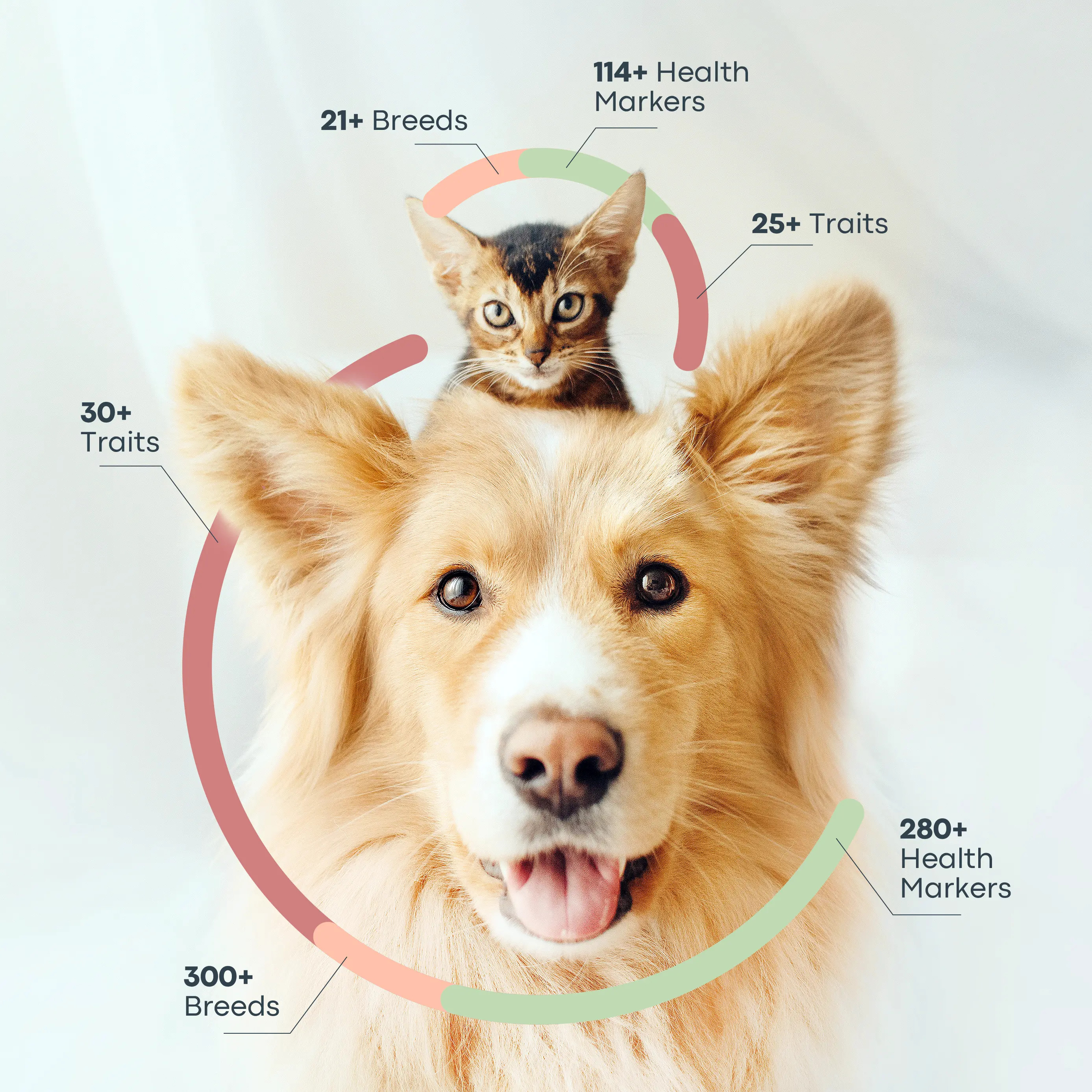 NEW: Breed + Health Dog DNA Test! Learn More | Basepaws