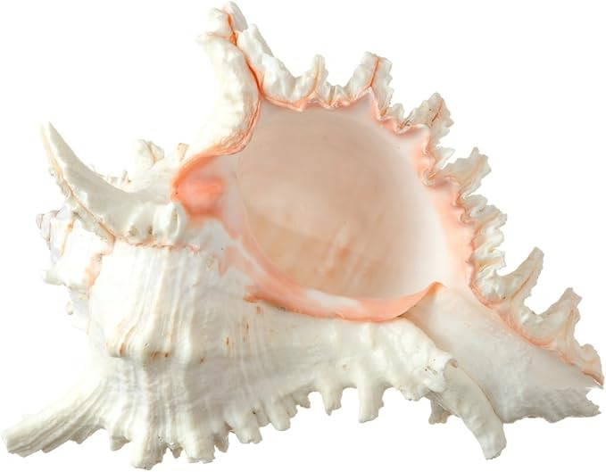 Murex Ramosus Shell - 7-9" Real Murex Sea shell large - large shell décor - Seashell display for... | Amazon (US)