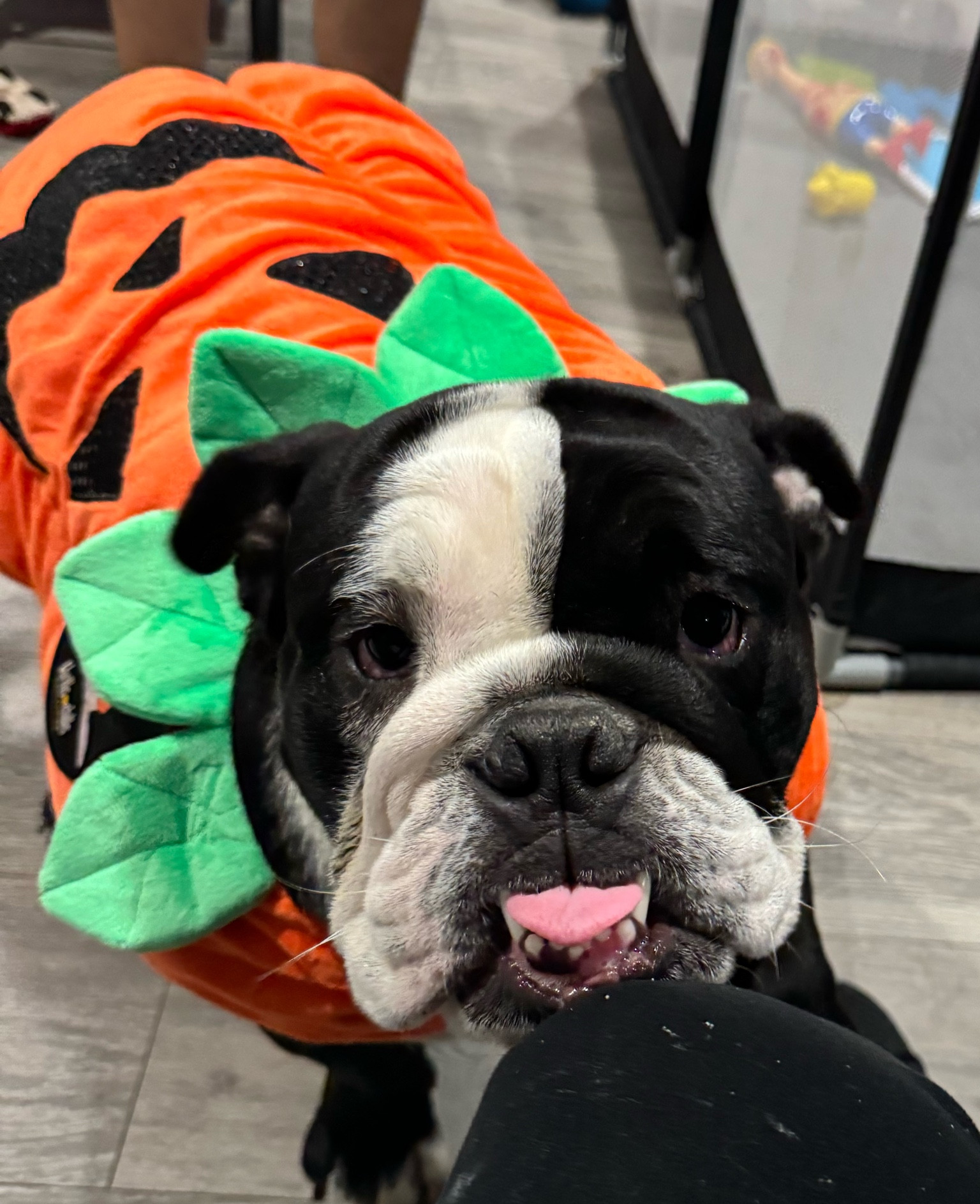 Halloween Pet costumes #dog #halloween #petcostume

#LTKSeasonal #LTKFindsUnder50 #LTKU